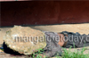 Unidentified man found dead near Urva; murder suspected